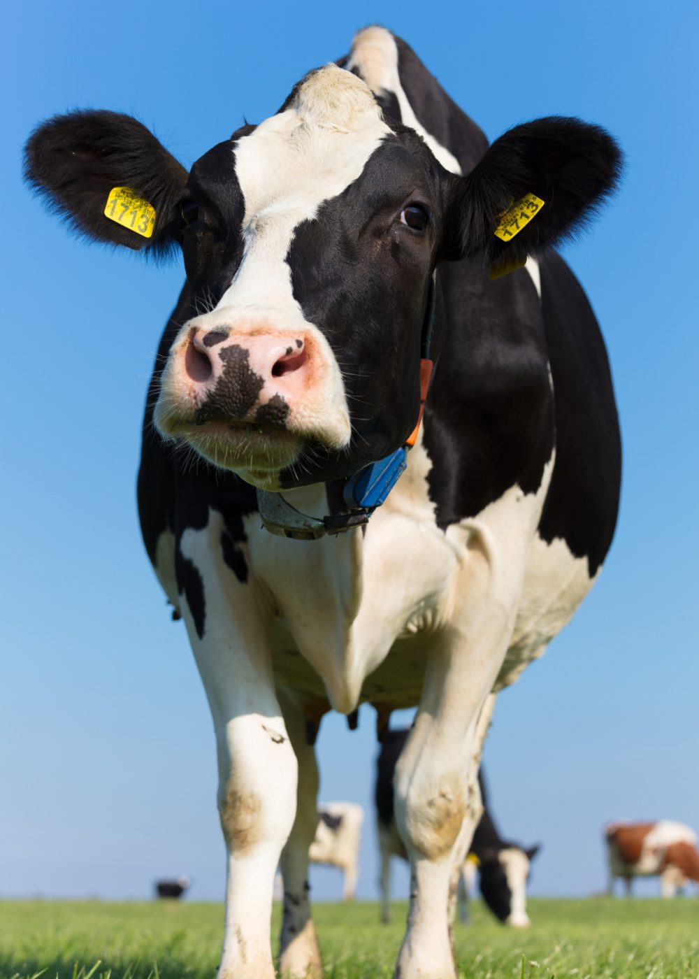ZuivelNL - ketenorganisatie van de zuivelsector